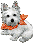 a cute westie